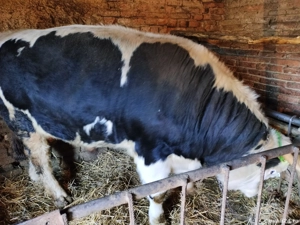 Vand taur  - imagine 4