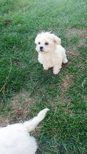 Căței bichon frise mini toy