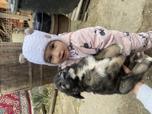 De vânzare Ciobănesc mioritic