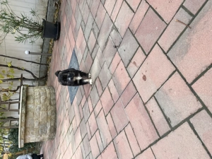 De vânzare Ciobănesc mioritic - imagine 4