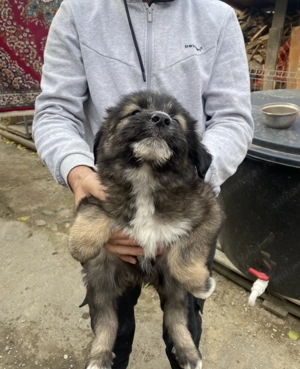 De vânzare Ciobănesc mioritic - imagine 5