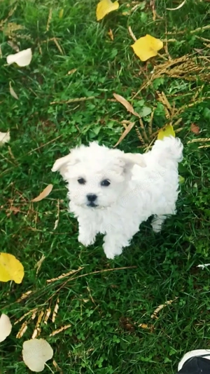 Căței bichon frise mini toy - imagine 4 Căței bichon frise mini toy - imagine 4