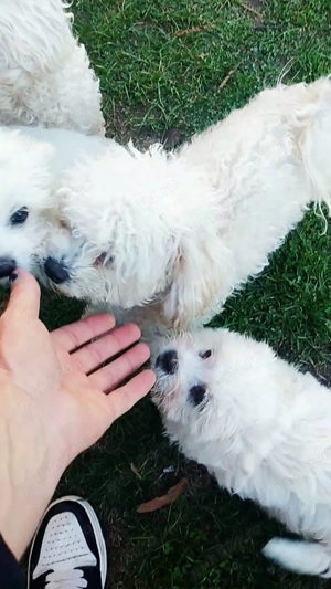 Căței bichon frise mini toy - imagine 3 Căței bichon frise mini toy - imagine 3