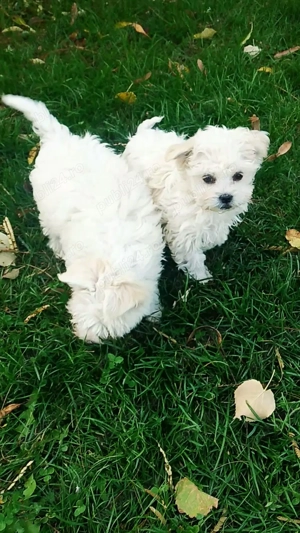 Căței bichon frise mini toy - imagine 5 Căței bichon frise mini toy - imagine 5