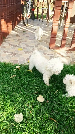 Căței bichon frise mini toy - imagine 2 Căței bichon frise mini toy - imagine 2