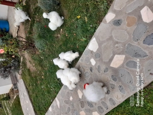 Vand doua perechi matase japoneza