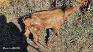 Vând țapi tineri.  - imagine 3