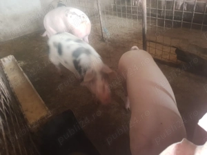 Porci de  vanzare  - imagine 2 Porci de  vanzare  - imagine 2