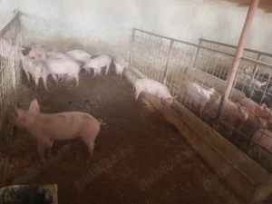 Porci de  vanzare  - imagine 4 Porci de  vanzare  - imagine 4