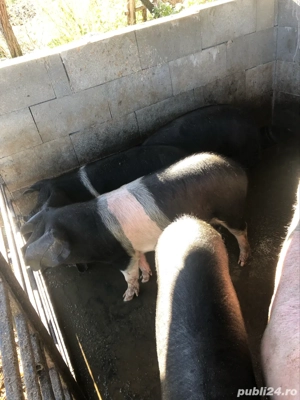 vand porci  - imagine 5