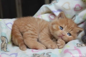 British short hair orange