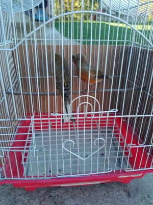 Canari de cantec - imagine 2 Canari de cantec - imagine 2