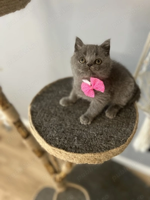 Pisicuțe British Shorthair  - imagine 2
