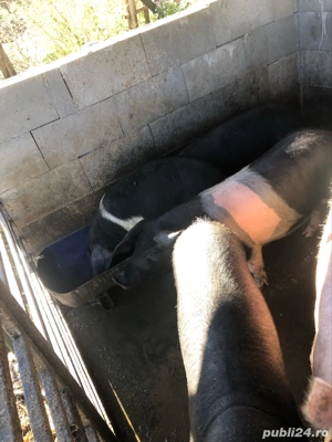 vand porci  - imagine 3