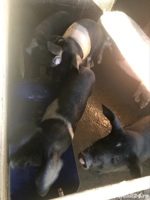 vand porci  - imagine 2