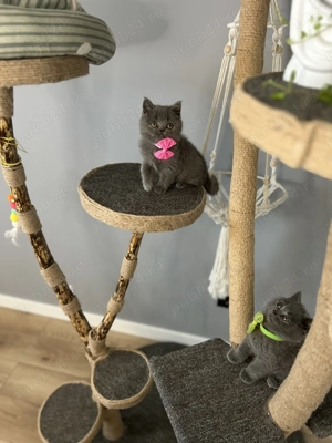 Pisicuțe British Shorthair  - imagine 3