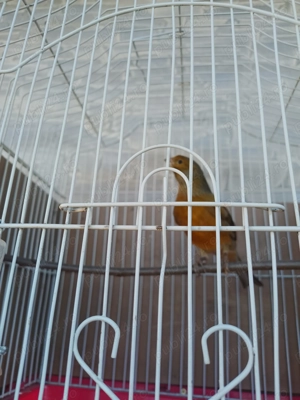 Canari de cantec - imagine 3 Canari de cantec - imagine 3