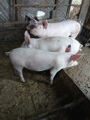 Disponibile 4 scrofițe 