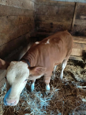 Vând vițel Bălțat Românesc