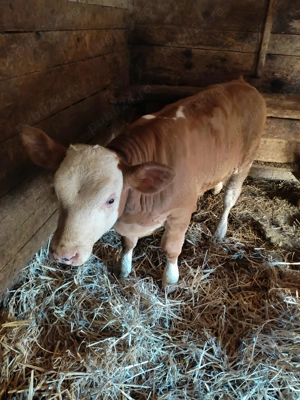 Vând vițel Bălțat Românesc - imagine 5 Vând vițel Bălțat Românesc - imagine 5