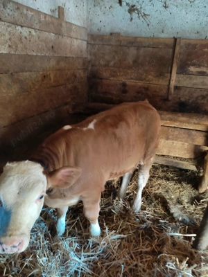 Vând vițel Bălțat Românesc - imagine 4 Vând vițel Bălțat Românesc - imagine 4