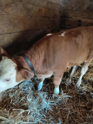 Vând vițel Bălțat Românesc - imagine 2 Vând vițel Bălțat Românesc - imagine 2