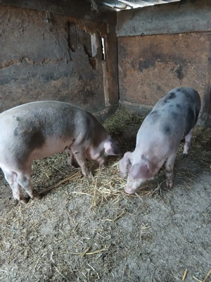 Disponibile 4 scrofițe  - imagine 3 Disponibile 4 scrofițe  - imagine 3