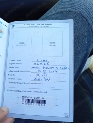 Cățel de vânzare  - imagine 2 Cățel de vânzare  - imagine 2