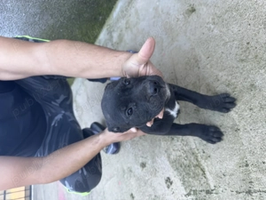 Vând puii de Amstaff rasa pură din tata campion - imagine 2