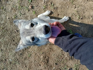 Cățel de vânzare  - imagine 3 Cățel de vânzare  - imagine 3