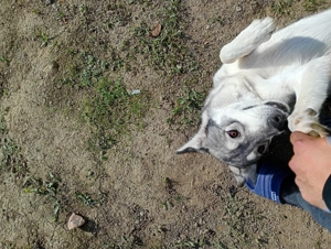 Cățel de vânzare  - imagine 5 Cățel de vânzare  - imagine 5