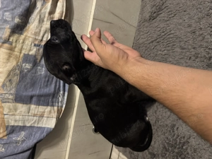 Vând puii de Amstaff rasa pură din tata campion