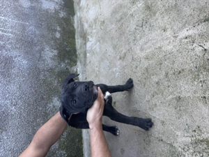 Vând puii de Amstaff rasa pură din tata campion - imagine 4