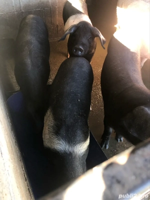 vand porci  - imagine 4