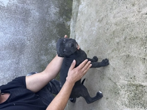 Vând puii de Amstaff rasa pură din tata campion - imagine 5