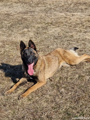 Vand pui de Malinois (Ciobanesc Belgian) - imagine 5