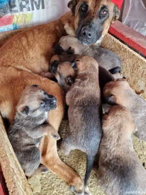 Vand pui de Malinois (Ciobanesc Belgian)