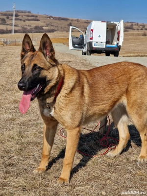 Vand pui de Malinois (Ciobanesc Belgian) - imagine 4