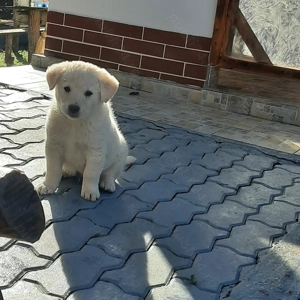 Vând 1 baiat Golden Retrevier și o fetita labrador