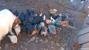 schimb pe alte animale