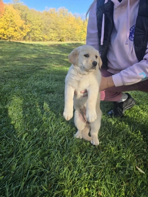 Vând  fetita labrador. - imagine 2