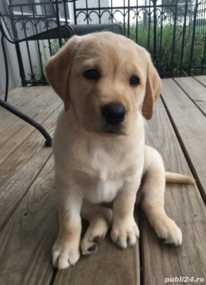 Puiut Golden Retriver deosebit