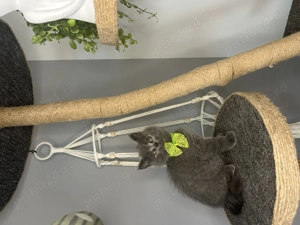 Pisicuțe British Shorthair  - imagine 4