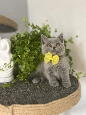 Pisicuțe British Shorthair  - imagine 5