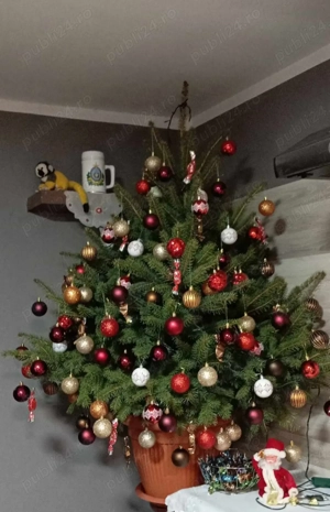 Brad argintiu cu balot de pamant 