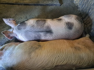 Porci de vanzare - imagine 2