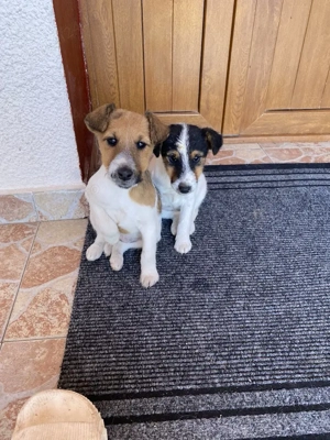 Căței Fox terrier  - imagine 2