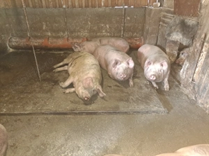 Porci de vanzare - imagine 3