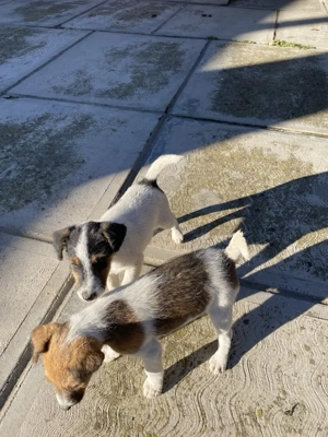 Căței Fox terrier  - imagine 4