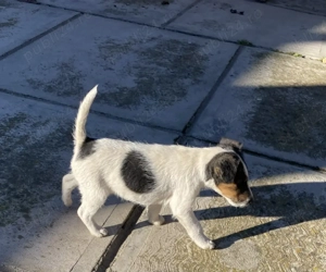 Căței Fox terrier  - imagine 3